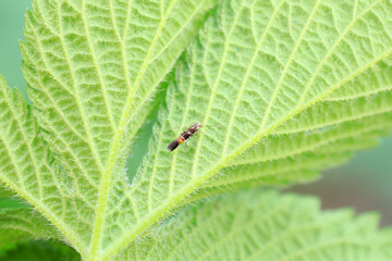 Lepidoptera insects in the wild, North China