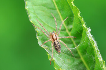 Spiders in the wild, North China