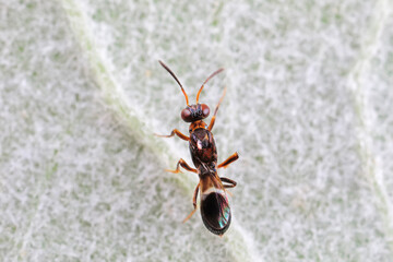 Bee insects in the wild, North China