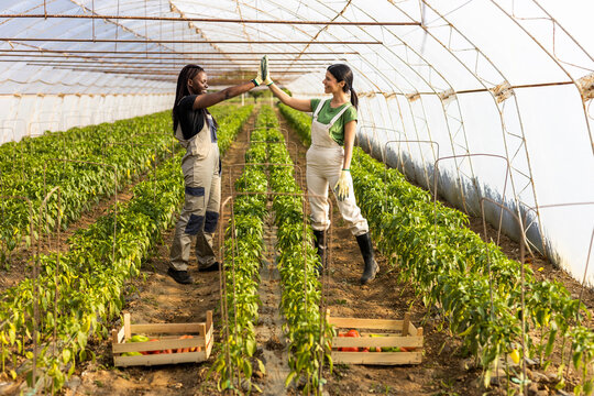 Female farmers giving high-five while standing at greenhouse