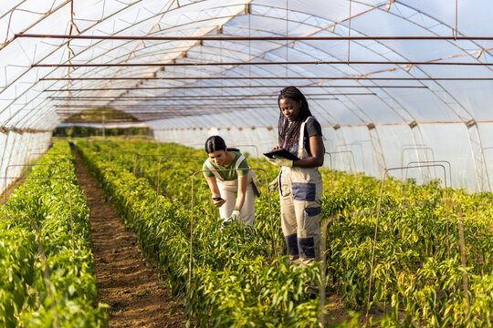 Female farmers using wireless technologies at greenhouse