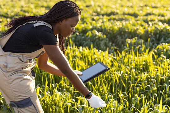 Female farmer using digital tablet while examining plants at farm during sunny day