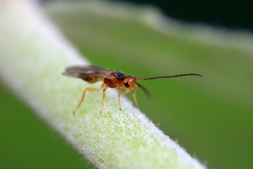 Fototapeta premium Bee insects in the wild, North China