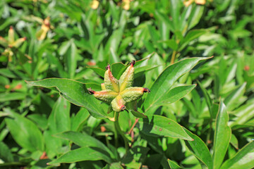Peony Seeds on plants, North China