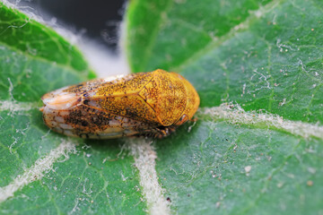 Leaf cicada on wild plants, North China