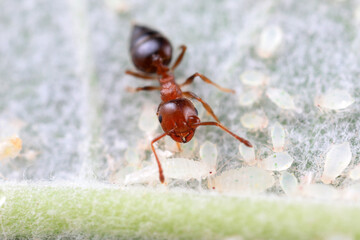 Ants in the wild, North China
