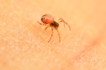 Spiders in the wild, North China