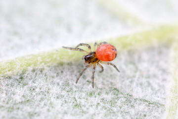 Spiders in the wild, North China