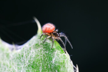Spiders in the wild, North China