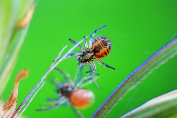 Spiders in the wild, North China