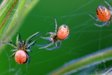 Spiders in the wild, North China