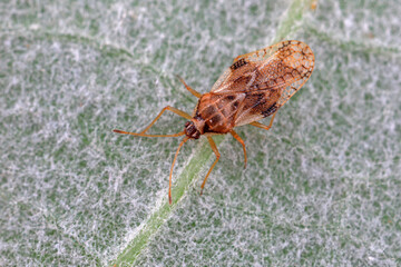 Hemiptera bugs in the wild, North China