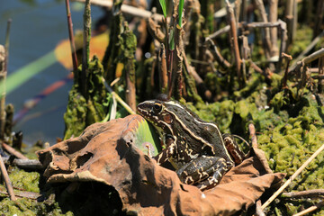 Frogs perch by the water