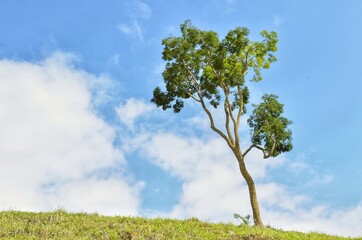 Obraz premium Brazilian savanna tree