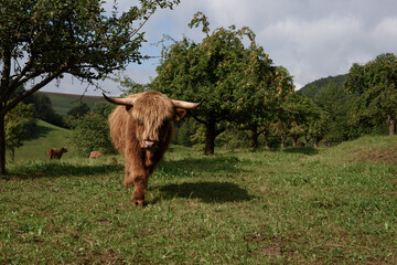 Highland cattle bull on a pastry