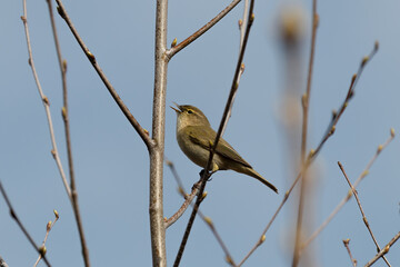 Common chiffchaff (Phylloscopus collybita) bird sings on a branch in the forest, little bird, loud singing, birds singing