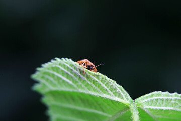 Hispidae family insect crawl on plants, North China