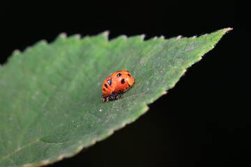 Ladybugs on wild plants, North China