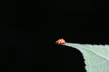 Ladybugs on wild plants, North China