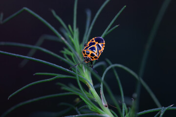 Hemiptera bugs in the wild, North China