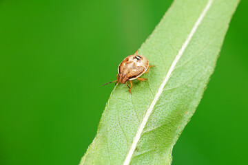 Hemiptera bugs in the wild, North China
