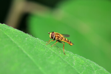 Aphid eating flies in the wild, North China