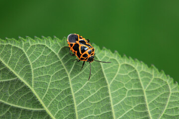 Hemiptera bugs in the wild, North China