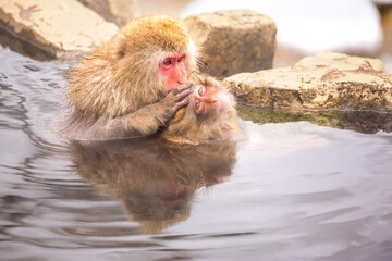 Obraz premium Snow monkey bathe in hot spring