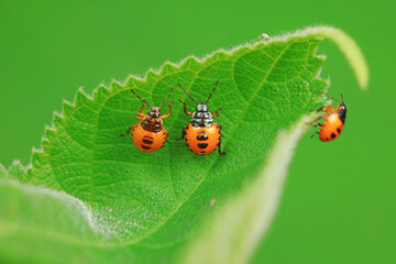 Hemiptera bugs in the wild, North China