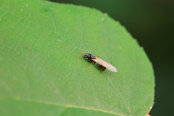 Ants in the wild, North China