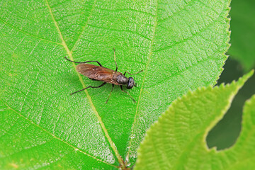 Gadfly on wild plants, North China