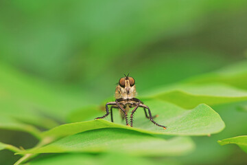 Insectivorous Gadfly in the wild, North China