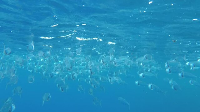 Indian Mackerel School of Fish in Red Sea Lagoon Feeding Process. Marine Life in the Shallow. Scomber Fish Swims with Open Mouth Feeding on Plankton