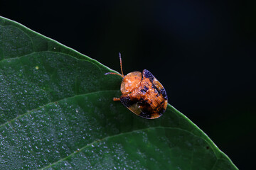 Hispidae family insect crawl on plants, North China