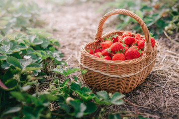 Harvesting strawberries. Wicker basket full of ripe strawberries stands in garden bed. Close-up.