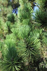 close up of pine tree