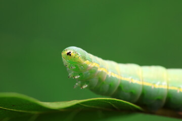 Lepidoptera larvae in the wild, North China