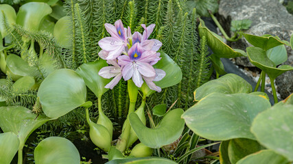 Blooming flower Water Hyacinth. Beautiful Eichhornia opening up in pond is surrounded by leaves....