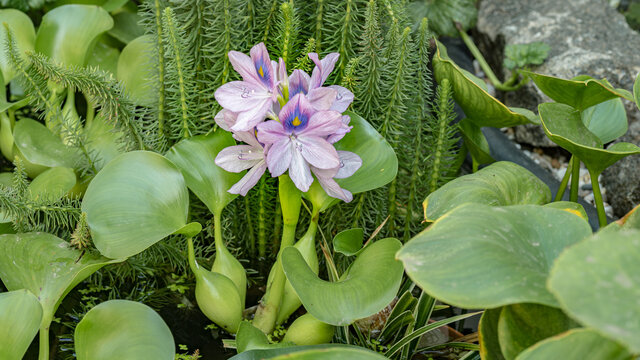 Blooming flower Water Hyacinth. Beautiful Eichhornia opening up in pond is surrounded by leaves. Growing blossom Hyacinth in lake.