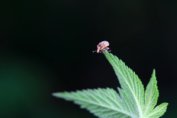Weevil on wild plants, North China