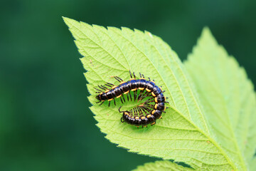 class diplopoda animal in the wild, North China
