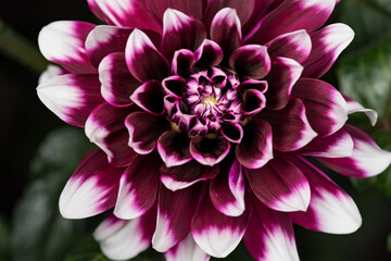 Beautiful flower Dahlia blooming. Top view of blossom big flower Dahlia on green leaves background.