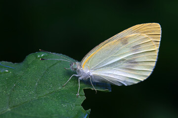 Lepidoptera insects in the wild, North China