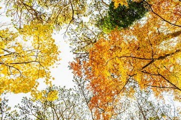 colorful autumn forest 