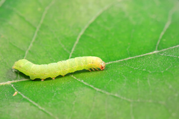 Lepidoptera larvae in the wild, North China