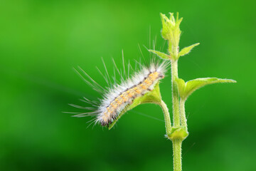 Lepidoptera larvae in the wild, North China