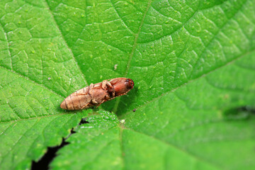 Leaf beetle on wild plants, North China