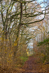 Obraz premium Dekoratives Herbst Panorama mit gefärbtem Laub und riesigen Bäumen sowie einem Weg durch den Wald