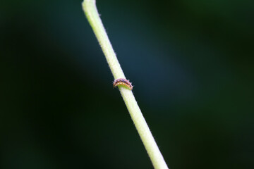 Flies on wild plants, North China
