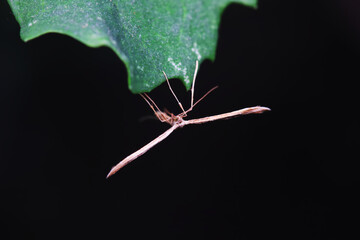 Lepidoptera insects in the wild, North China